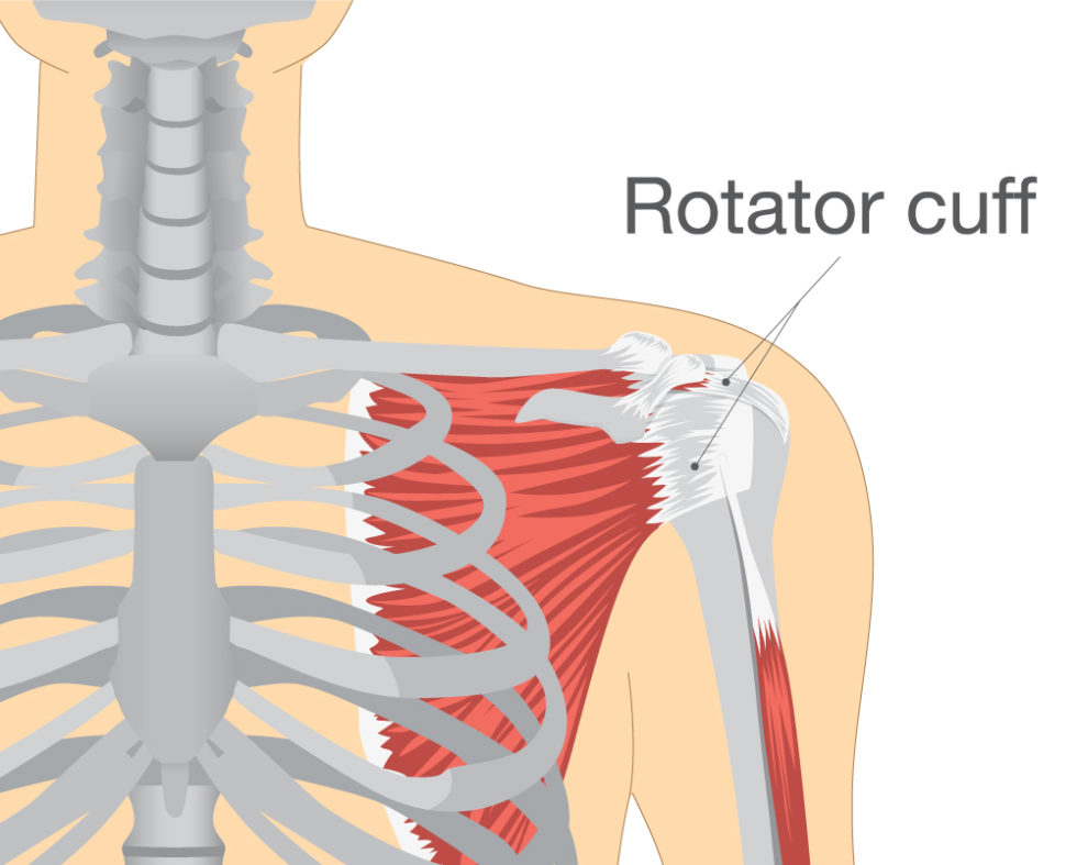 Physical Therapy for Rotator Cuff injuries Lee Miller Rehab