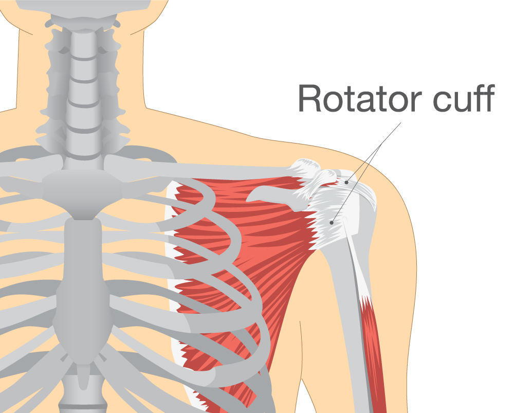 Physical Therapy For Rotator Cuff Injuries Lee Miller Rehab 