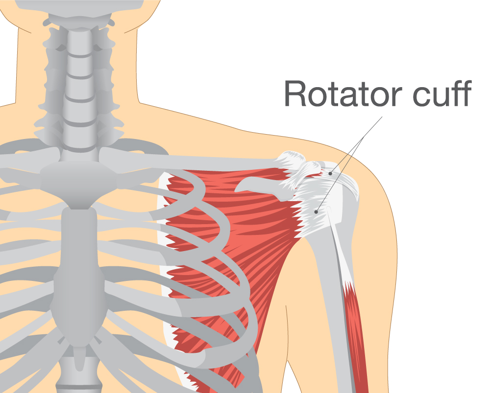 Physical Therapy For Rotator Cuff Injuries | Lee Miller Rehab