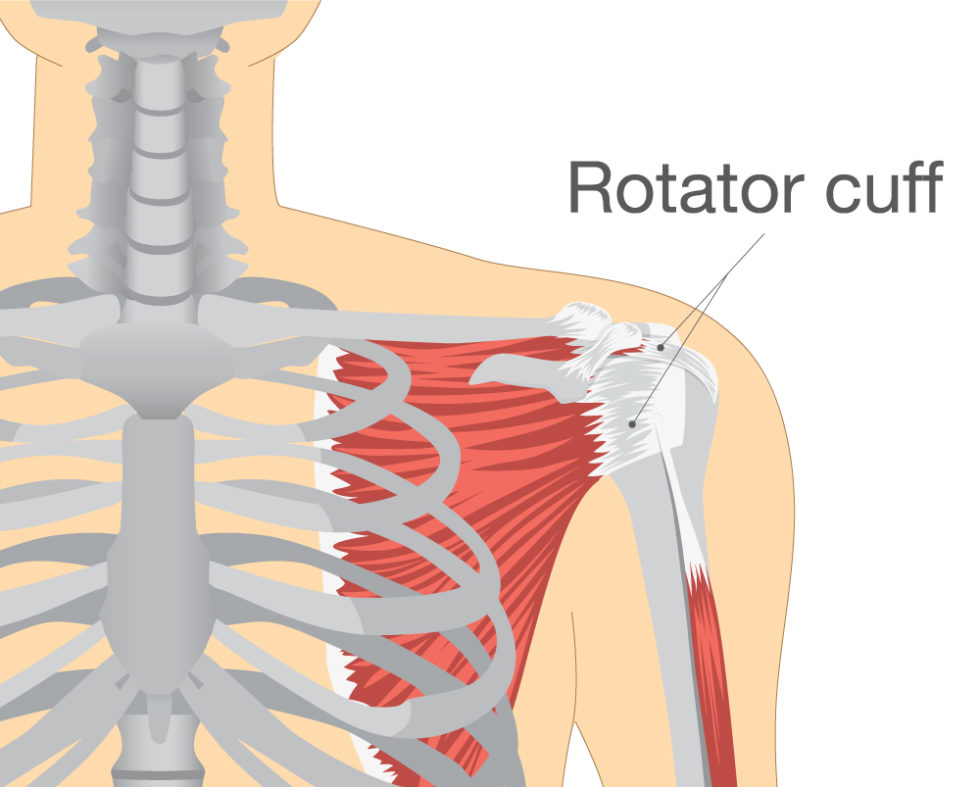 Rotator Cuff Diagram